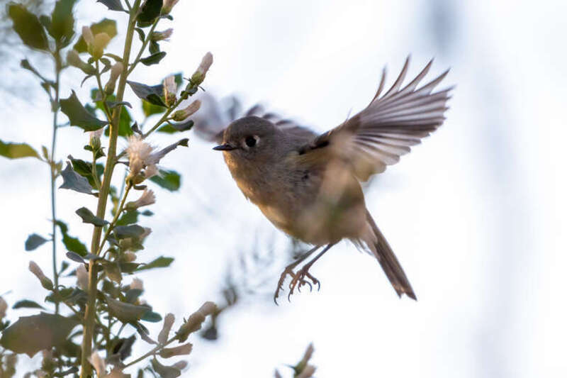 Ruby-crowned Kinglet (Regulus calendula)
