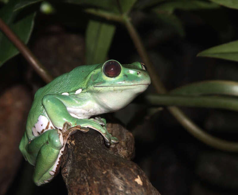 The Chinese gliding frog (Rhacophorus dennysi), Museum of Discovery and Science (Fort Lauderdale, Florida, USA)