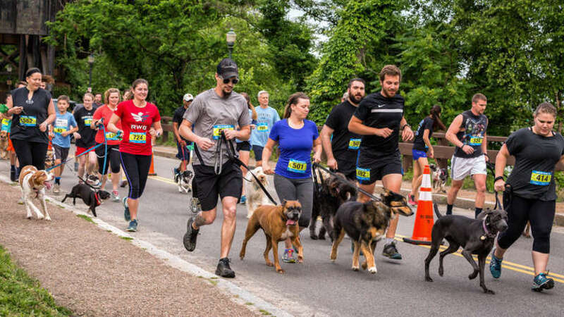 Is going to the dogs