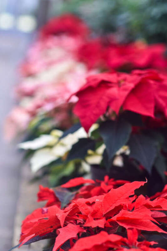 Rockefeller Park Greenhouse