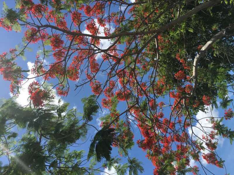 A flowering Delonix regia canopy located in Pembroke Pines, Florida