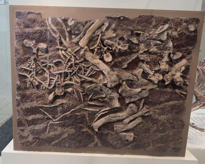 Rutiodon manhattanensis holotype slab, AMNH 4991