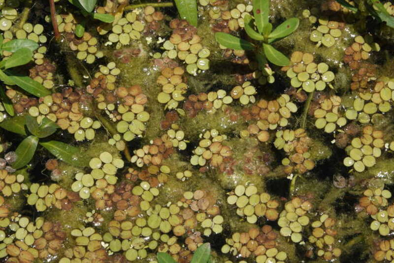 water spangles (Salvinia minima)