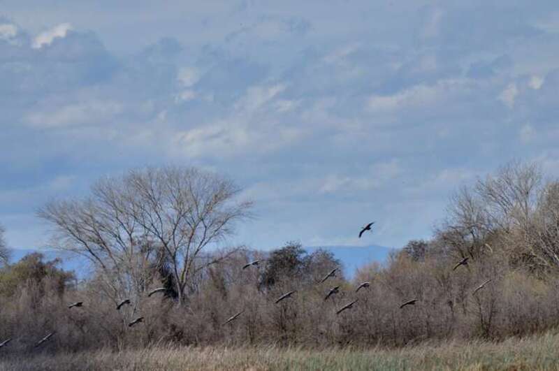 Sandhill Cranes Take flight