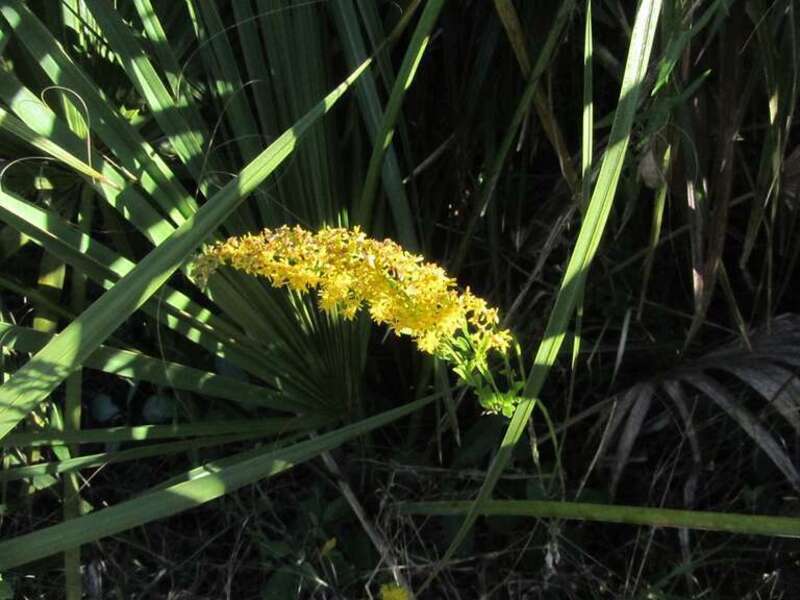 Found in Gamble Rogers State Recreation Area, Florida