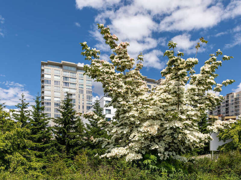 Cornus (plant) in Olympic Sculpture Park in Seattle, Washington, USA