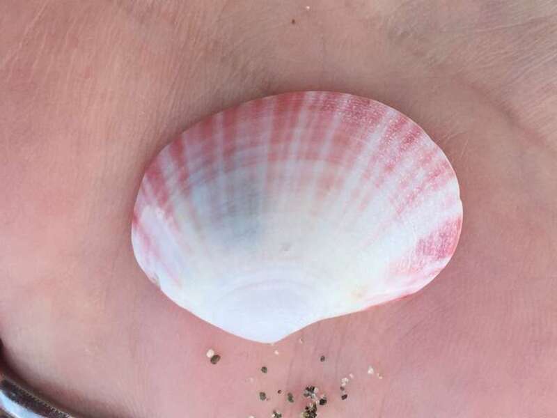 Rose-painted Semele (Semele rubropicta). Species of bivalve