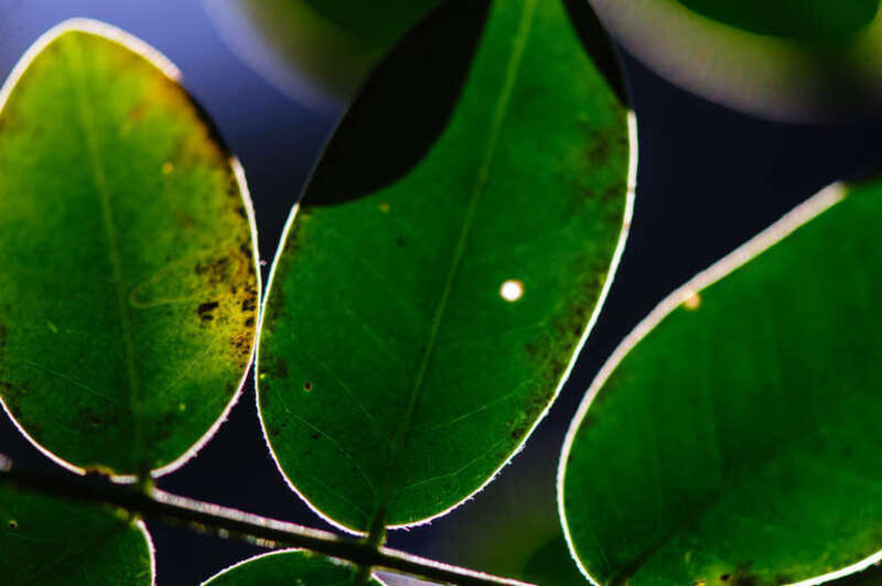 500px provided description: A quick macro shot of some leaves backlit by the sun.  [#leaves ,#macro ,#sun ,#backlit ,#Nikon D700 ,#105mm Macro]