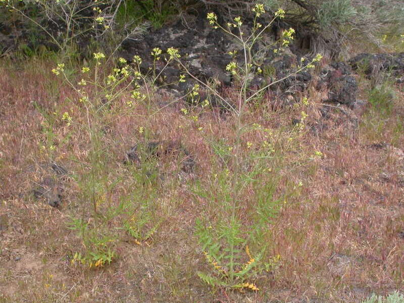 Tall tumblemustard is often an annual but can be a biennial.
