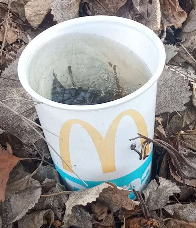McDonald's cold beverage cup embedded upright in a pile of snowplow debris and filled with stagnant water, on the south side of US Route 12 in Gary, Indiana. Such small pockets of stagnant water provide ideal breeding grounds for mosquitoes, although