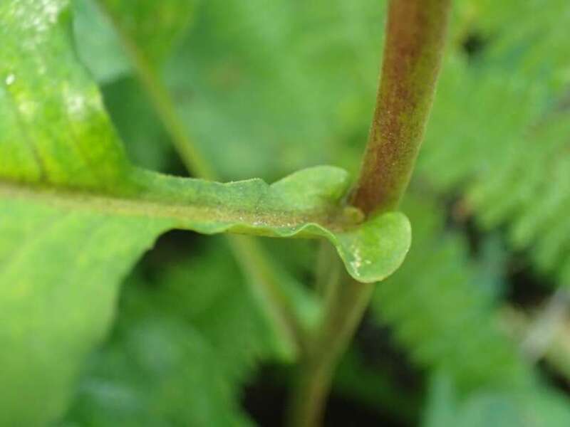 wavy-leaf aster (Symphyotrichum undulatum)
