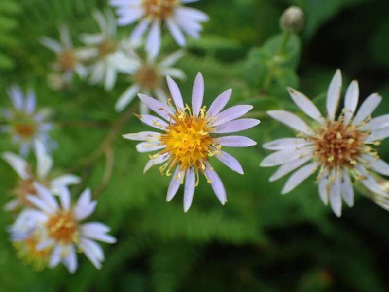 wavy-leaf aster (Symphyotrichum undulatum)