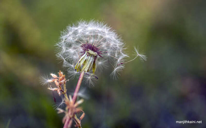 500px provided description: Dandelion []