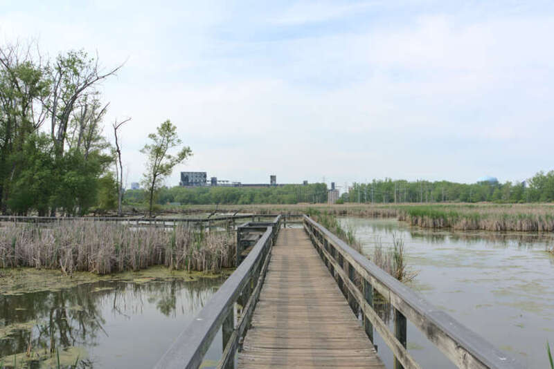 Cattail marshland, Tifft Nature Preserve, Buffalo, New York