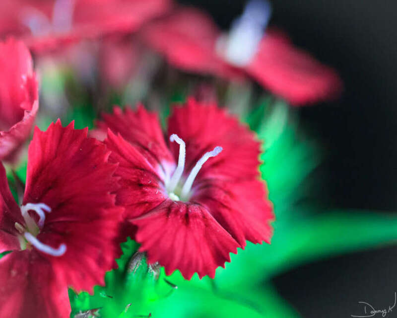 500px provided description: Tiny Flower [#flowers ,#red ,#beauty ,#spring ,#color ,#flower ,#light ,#beautiful ,#white ,#green ,#black ,#pink ,#garden ,#blur ,#stamen]