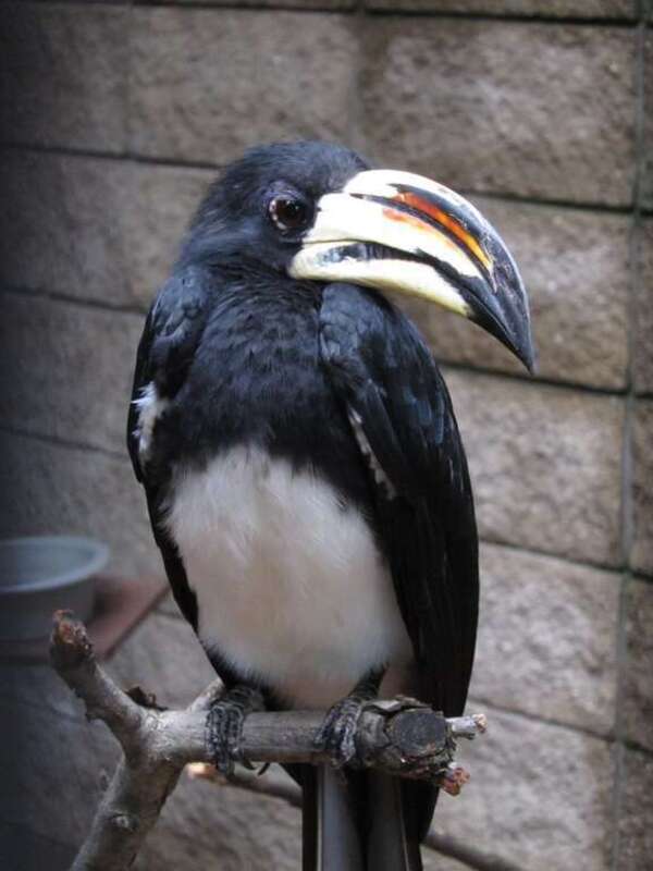 An African Pied Hornbill at Potawatomi Zoo, South Bend, Indiana, USA.