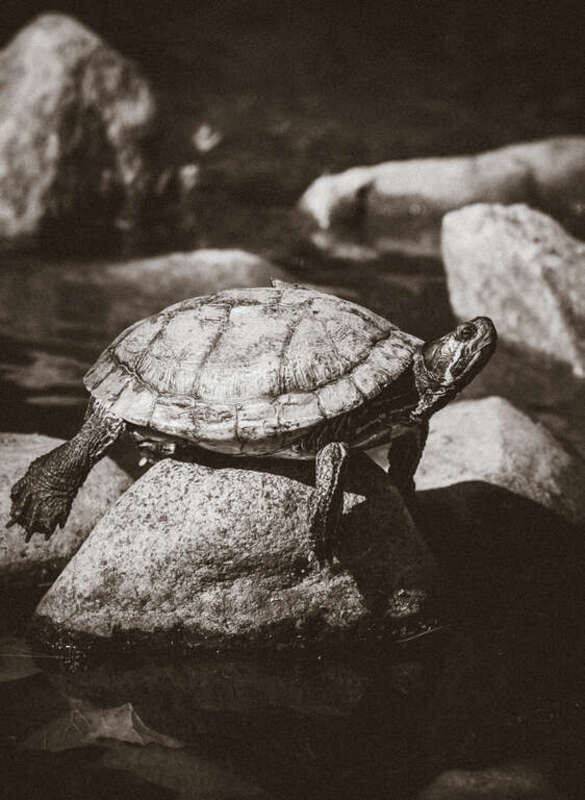 500px provided description: tortoise [#morning ,#nature ,#summer ,#beautiful ,#black and white ,#animal ,#stone ,#tortoise]