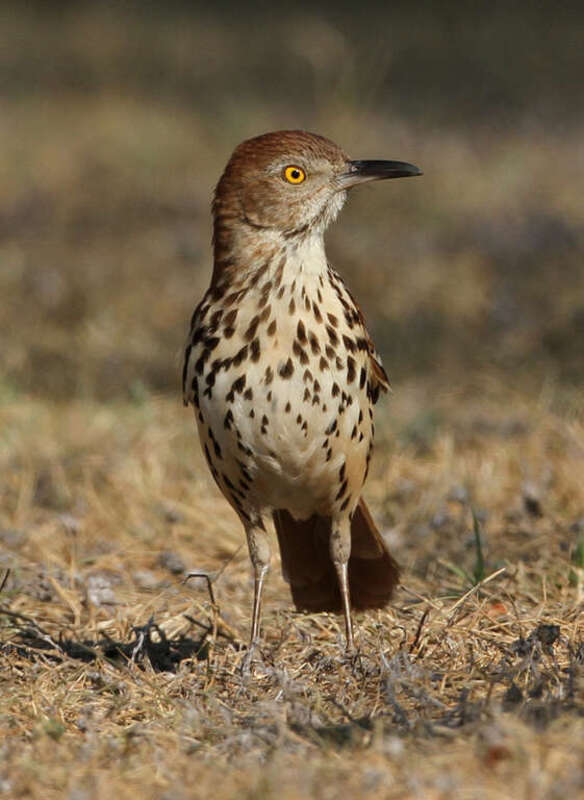 A Brown Thrasher in Garland, Texas, USA.
