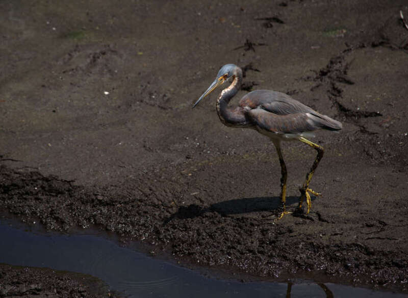Tricolored heron photographed In Six Mile Cypress Slough Preserve,Fort Myers,Florida,USA.