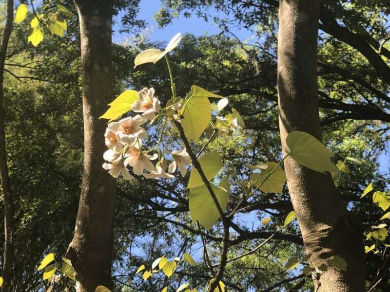 Image of two trees with white and pink flowers and leaves in the middle with a blue sky in the background.