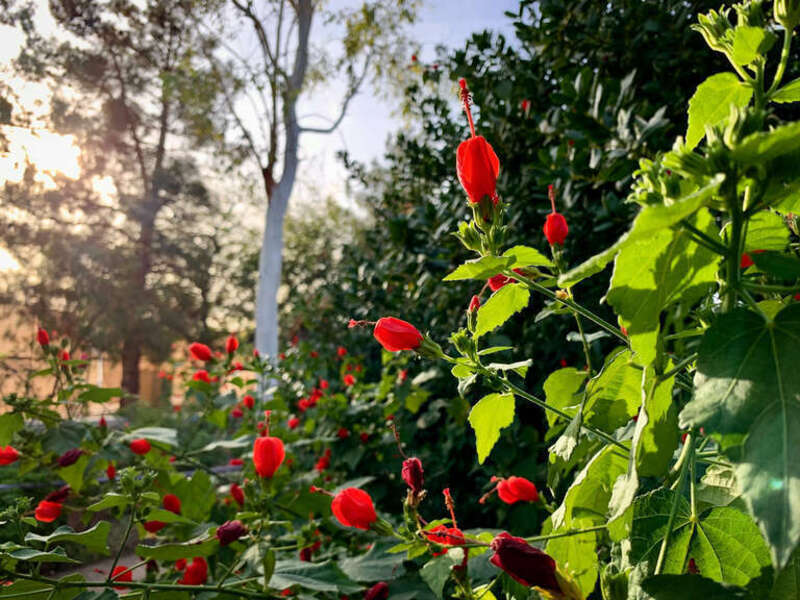 Turk's cap (Malvaviscus arboreus var. drummondii)
