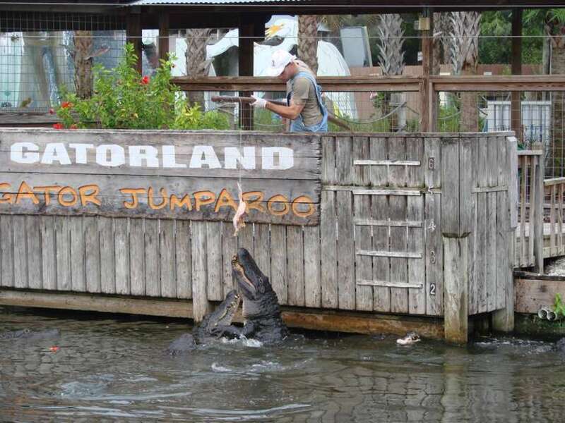 Gator Jumparoo Show!