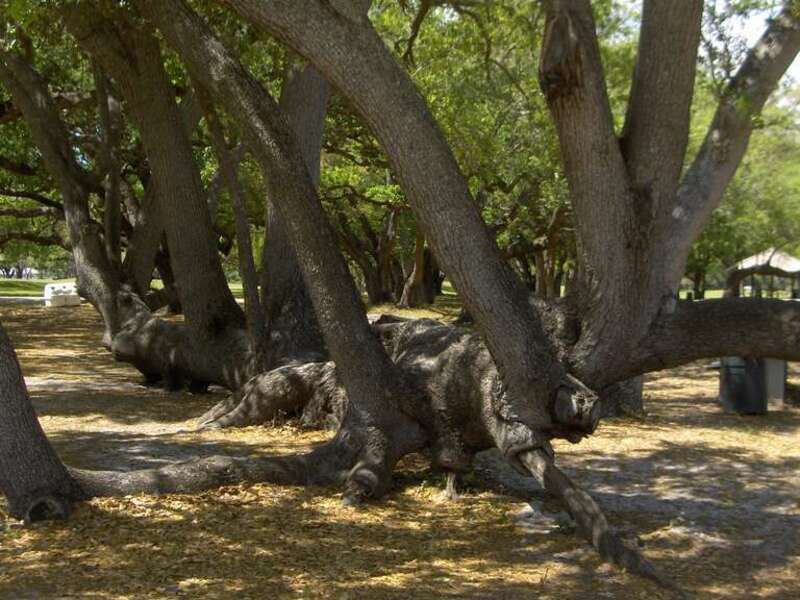 Un arbre ou un monstre? What kind of a beast is this? TY Park, Hollywood, FL.