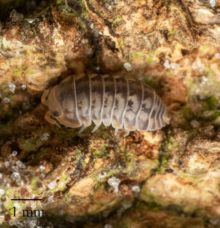 Little Pill Woodlouse (Venezillo parvus)