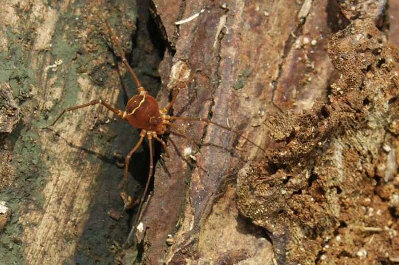 Found at the Red River Refuge in Bossier City, LA.