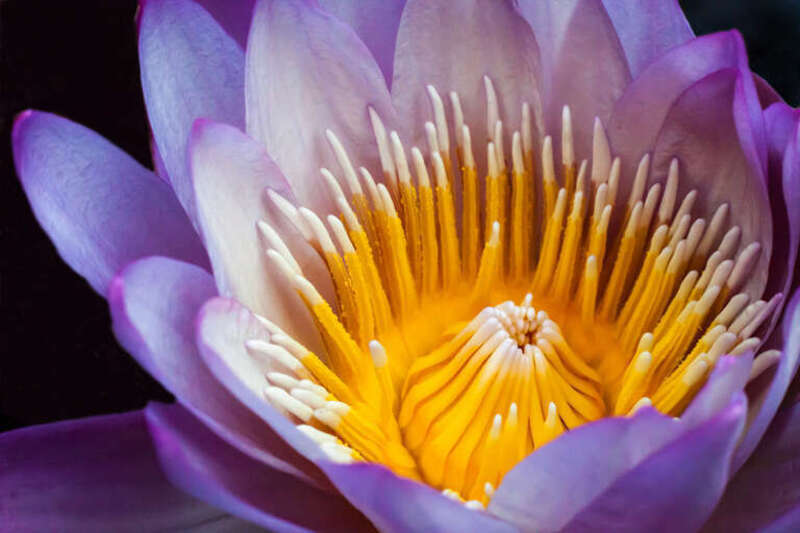 500px provided description: Water lily from the Sarah P. Duke Gardens in Durham, North Carolina. [#yellow ,#macro ,#flower ,#purple ,#water lily ,#north carolina ,#duke gardens]