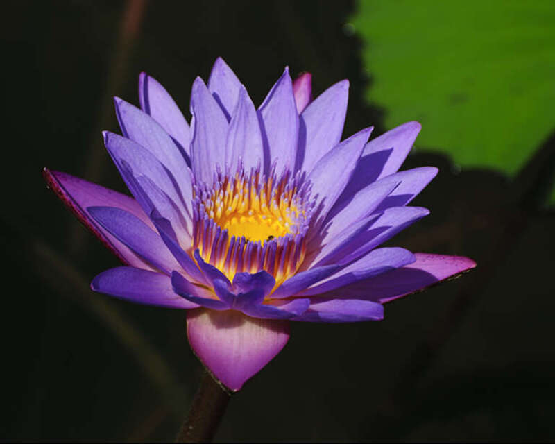 Reworking some old shots in ACR. This is at Discovery Green and taken in Sept. 2009.