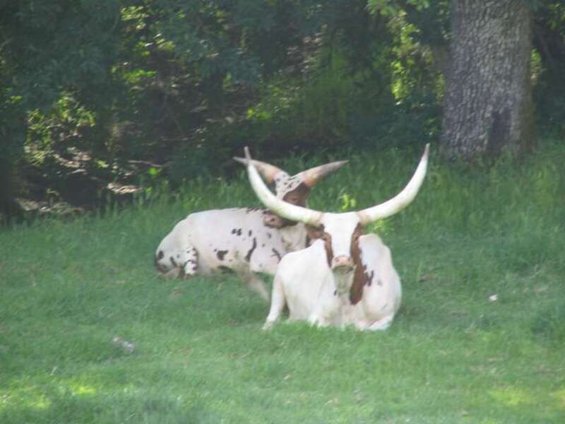 Two watusi cattle at Safari West, Sonoma County, California, USA.