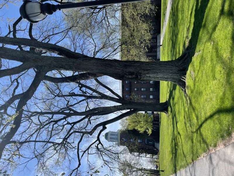 tree at wesleyan
