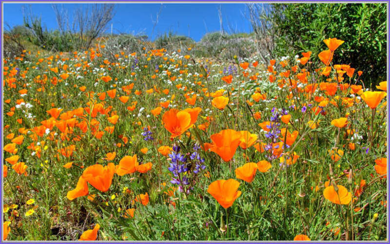 500px provided description: Poppies are taking over!!
Lots of color on this hillside.  :-)
Orange, Gold, Yellow, Purple, White and I'm sure there are some nice pink verbena hiding in there somewhere.
SPRING IS HERE!!!!

Sorry East Coast, you may