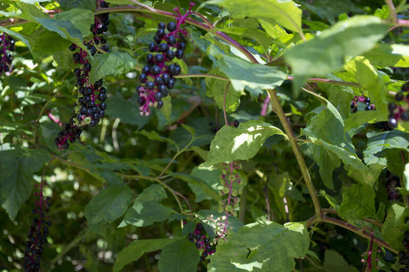 500px provided description: A walk through Wissahickon Park in 2015. [#park ,#leaves ,#plants ,#berries ,#hiking ,#philadelphia ,#pennsylvania ,#philly ,#wissahickon]