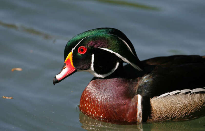 500px provided description: Wood Duck [#duck ,#bird ,#nature ,#animal ,#wildlife]