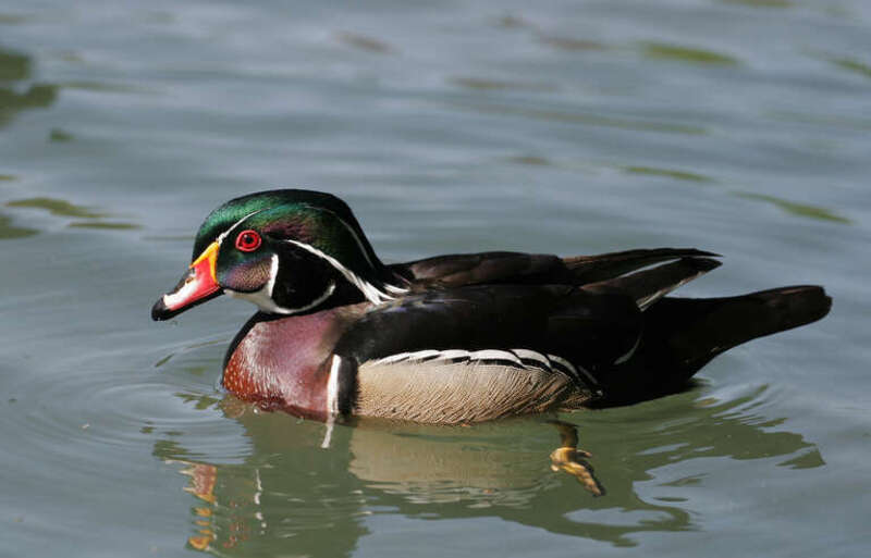 500px provided description: Wood Duck [#duck ,#bird ,#nature ,#animal ,#wildlife]