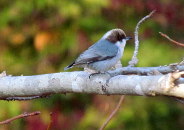 Brown headed nuthatch