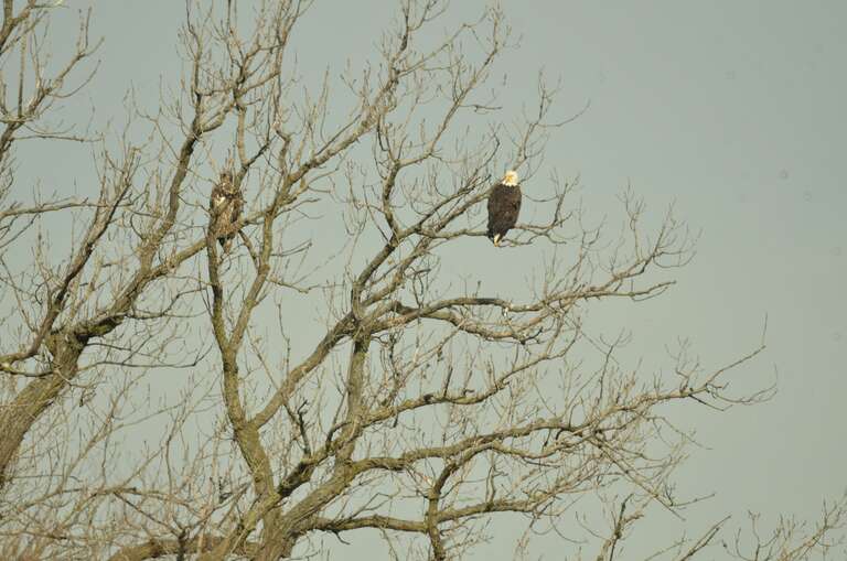 No cropping or post processing