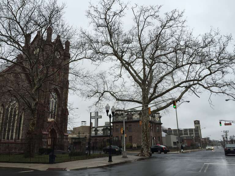 A large street tree at the intersection of North Clinton Avenue and East State Street (Mercer County Route 635) in the Ewing/Carroll section of Trenton, New Jersey