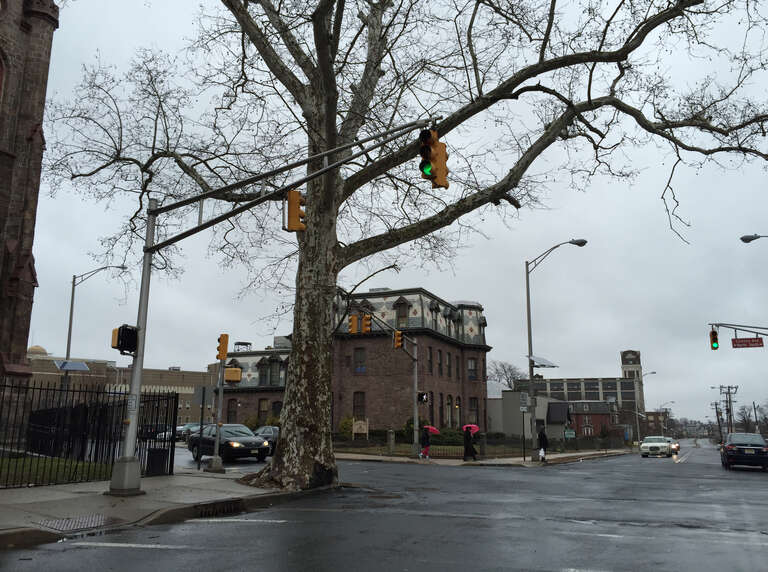 A large street tree at the intersection of North Clinton Avenue and East State Street (Mercer County Route 635) in the Ewing/Carroll section of Trenton, New Jersey