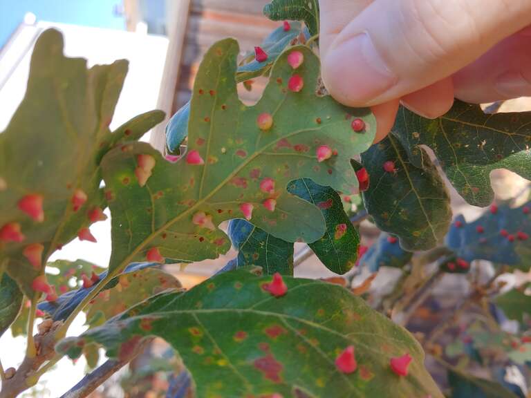Red Cone Galls on blue oak leaf, September 6, 2019