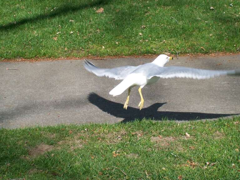 A gull taking flight in Sylvester Park, Pasco, Washington.