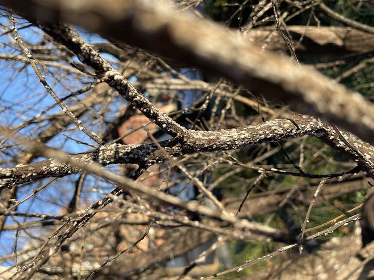 Acanthococcus lagerstroemiae - Crapemyrtle Bark Scale. Taken in Richmond, VA, Spring of 2021 
UF/EDIS Publication: edis.ifas.ufl.edu/publication/IN1218