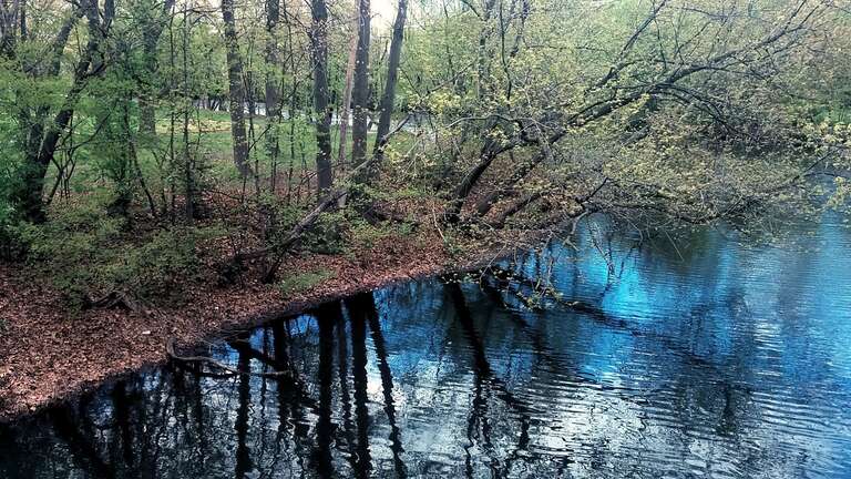 Alewife Brook in Spring 4