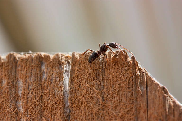500px provided description: Another world on the other side. [#macro ,#animals ,#insects ,#ants]