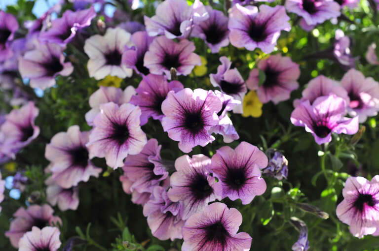 These are hanging from poles along the streets downtown Carmel