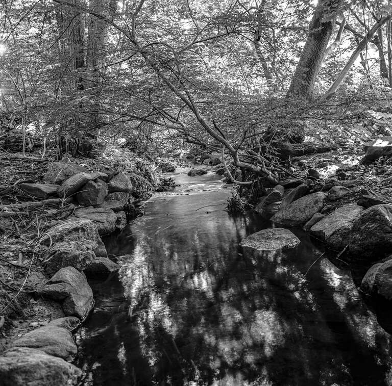 Cheesecake Brook drains a significant part of the city of Newton, Massachusetts, from Waban village to Auburndale and West Newton. Significant sections in West Newton of this brook are hidden in culverts. This section is daylighted upstream of