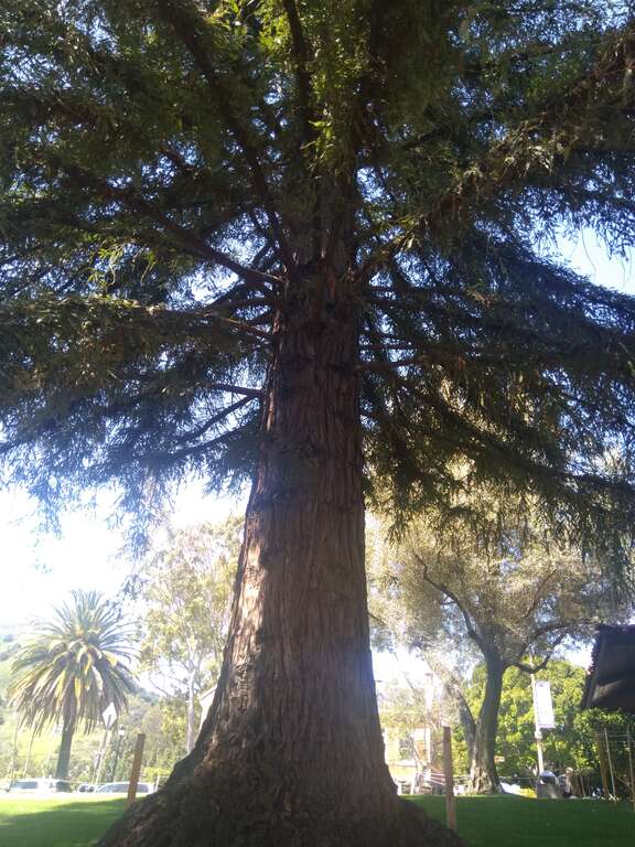 One of the many Moon Trees whose seeds were taken to the moon by Major Stuart Roosa during the Apolo 14 mission.It was planted in July 1976 in San Louis Obispo.