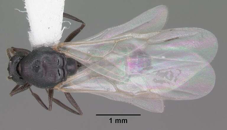 Dorsal view of ant Crematogaster ashmeadi specimen casent0103762.